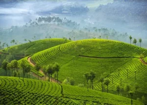 Munnar_ The Emerald Hills of Kerala